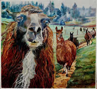 The Llamas from Addison, Maine by Michael E. Vermette
